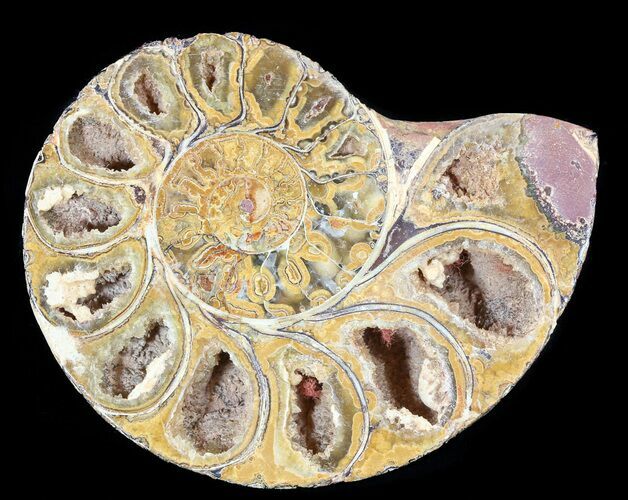 Sliced, Agatized Ammonite Fossil (Half) - Jurassic #54044